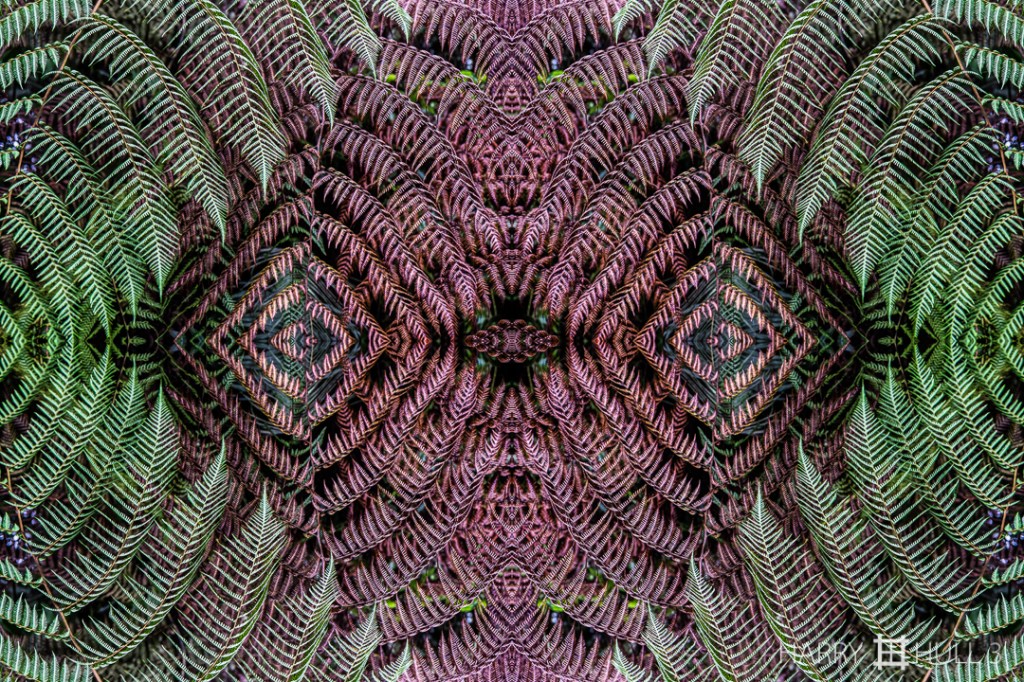 Fern frond fantasy. Photo of fern fronds, Parque Internacional la Amistad, Cerro Punta, Panama.