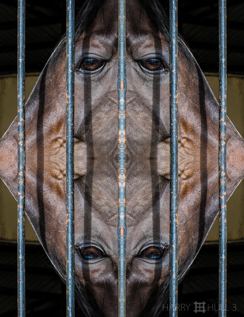 Stable inmate. Photo close-up of a horse's head in a stable, Cerro Punta, Panama.