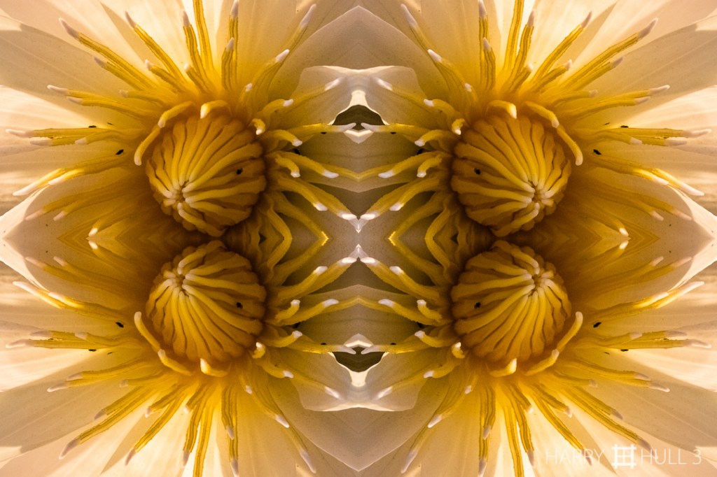 Unfolding stamens. Photo close-up of heart of a water  lily, Okavango Delta near Nxabega Tent Camp, Botswana, Africa.