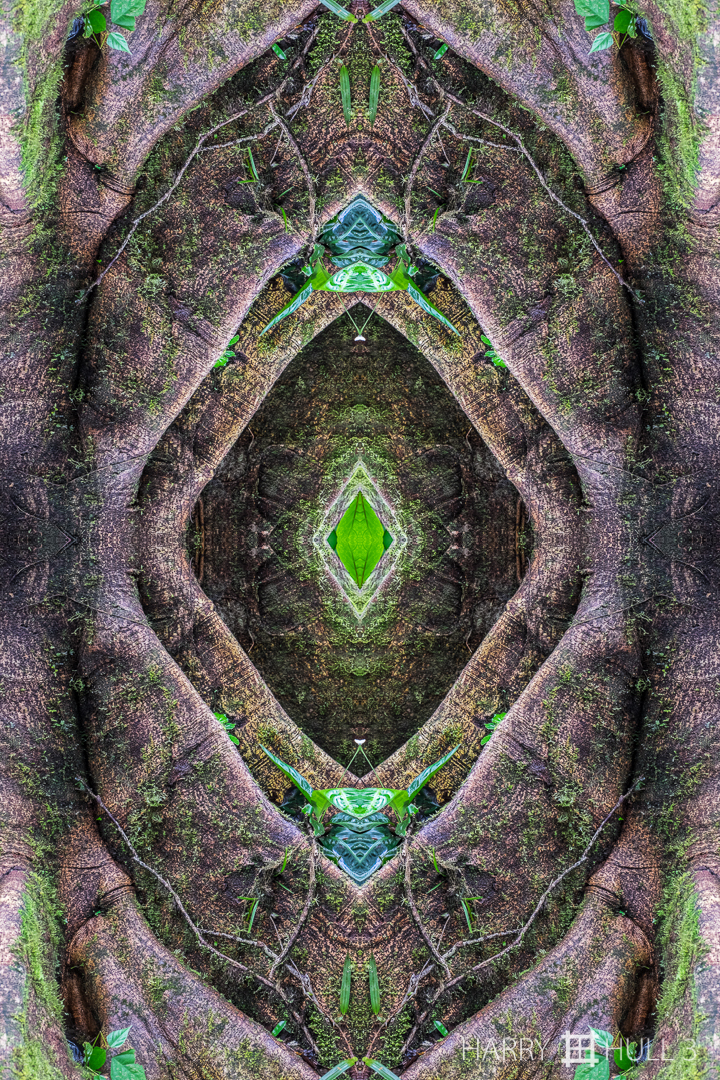 Root canal. Photo of buttress roots of a fig tree in the Wilson Botanical Garden, Las Cruces Biological Field Station, San Vito, Costa Rica.