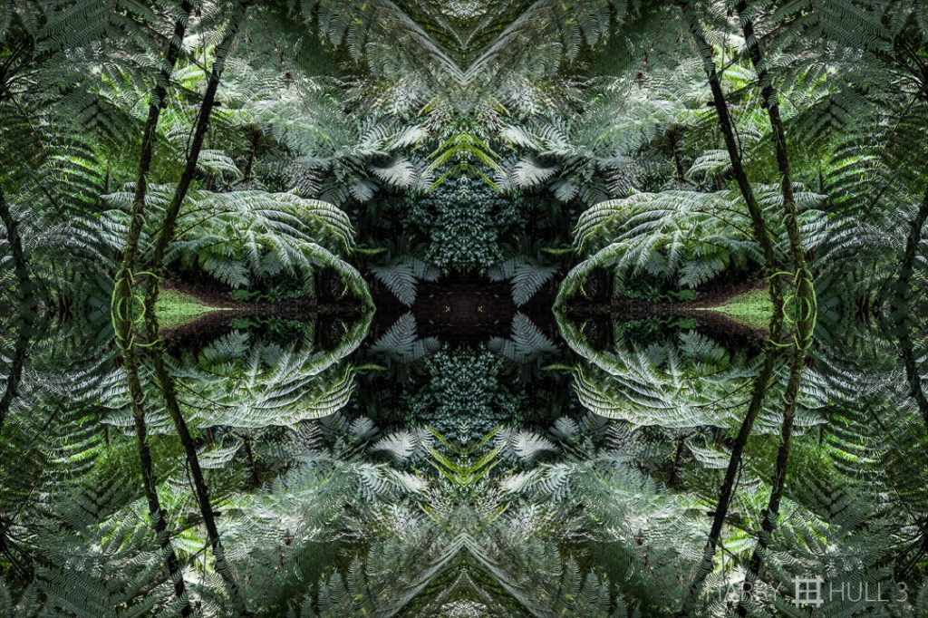 Fern forest. Photo of ferns at the forest edge, Wilson Botanical Garden, Las Cruces Biological Station, San Vito, Costa Rica.