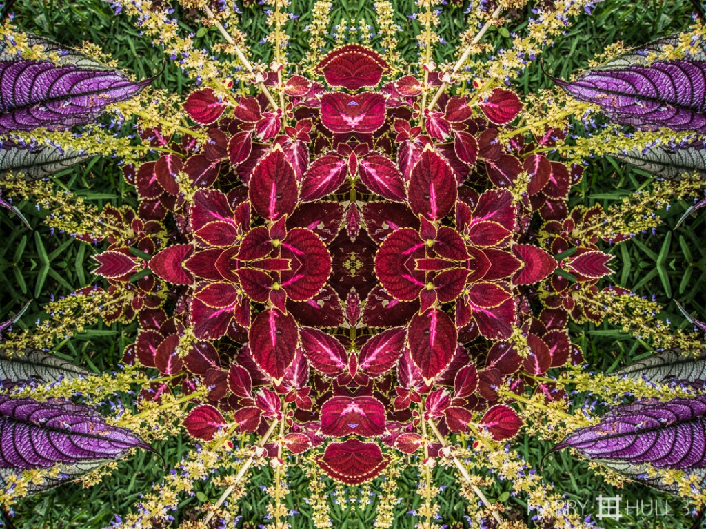 Garden crescendo. Photo close-up of decorative plants in the garden of Finca las Duenas, Coto Brus, Costa Rica.