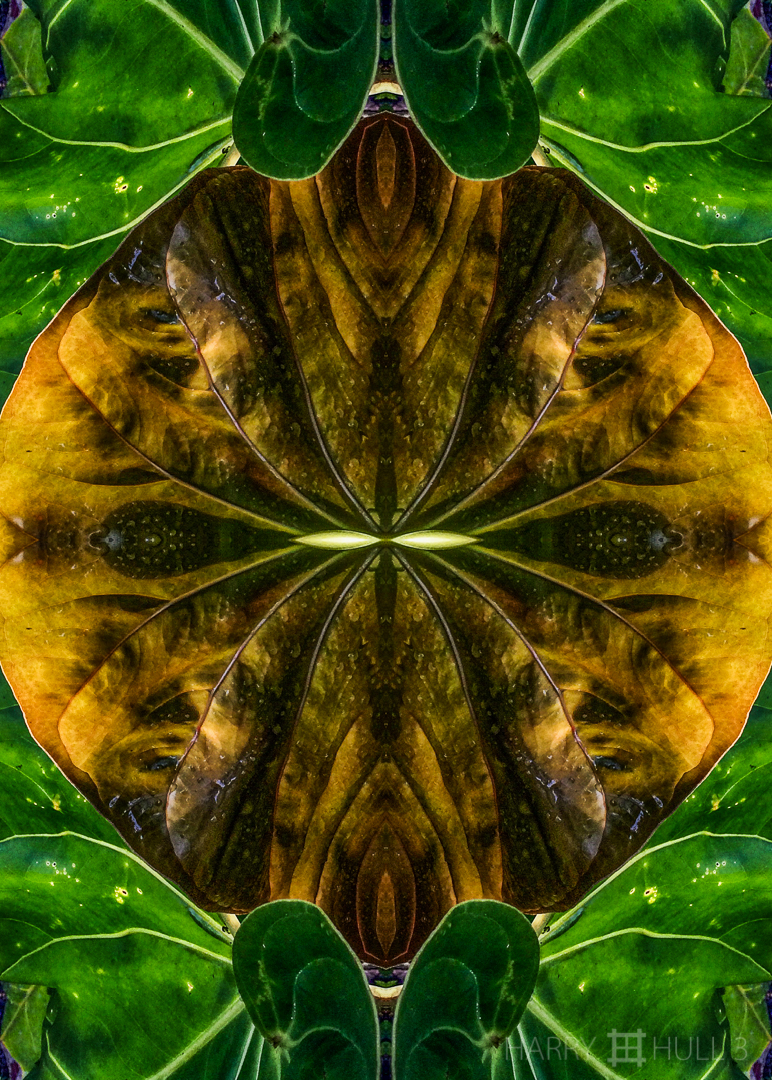 Leaf hypnosis. iPhone photo of leaves, one back-lit by late afternoon sun, Finca Cantaros, San Vito, Costa Rica.