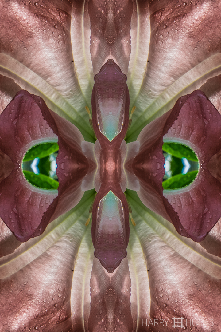 Flower portal. Photo close-up of a "Reina de la Noche" flower (Brugmansia), canton of Coto Brus, Costa Rica.