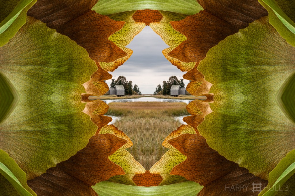 Marsh view. Photo composite: mandalagraph of a Staghorn fern in Copey de Dota, Costa Rica, with a mirror-image of a salt water marsh on Cape Cod, Massachusetts.