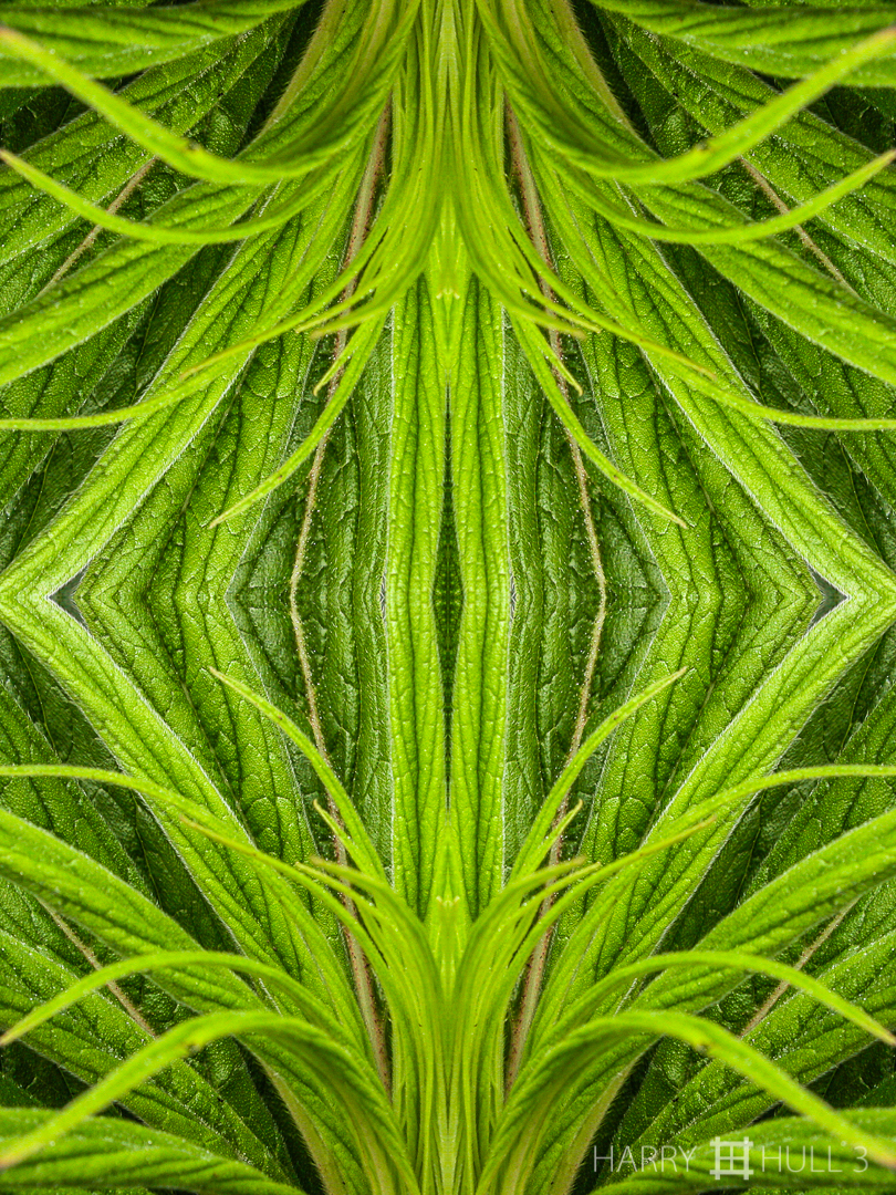 Proscenium of leaves. Photo close-up of leaves, Strybing Arboretum, Golden Gate Park, San Francisco, California.