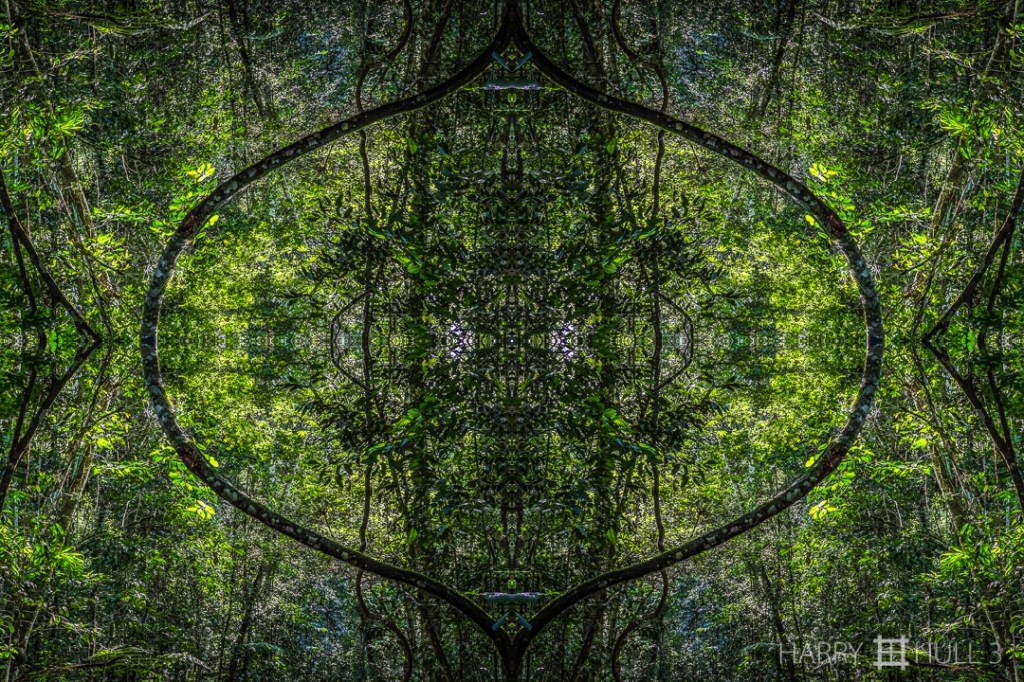 Forest frame. Photo of a curved tree trunk along a trail near Rio Negro, Coto Brus, Costa Rica.