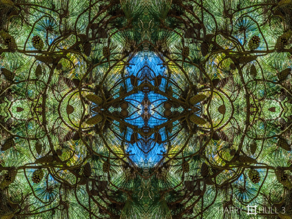 Pine bower. Photo of pine branches with cones, Lincoln Park, San Francisco, California.