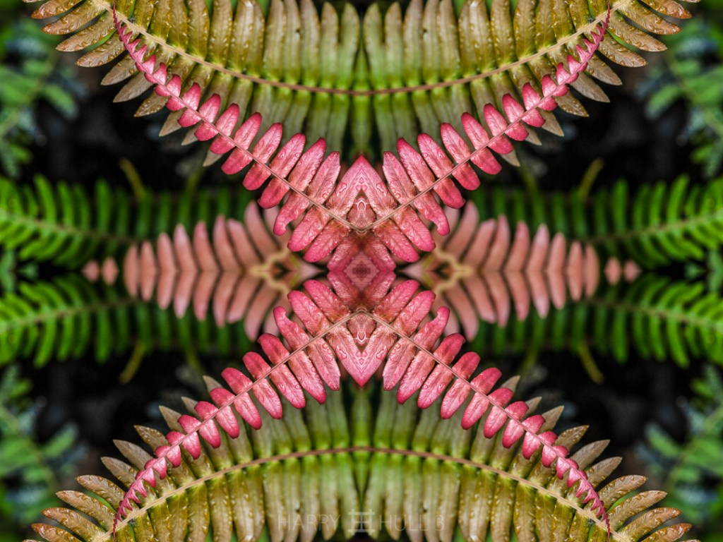 Fern star. Photo of a young fern frond, San Gerardo de Dota, Costa Rica.