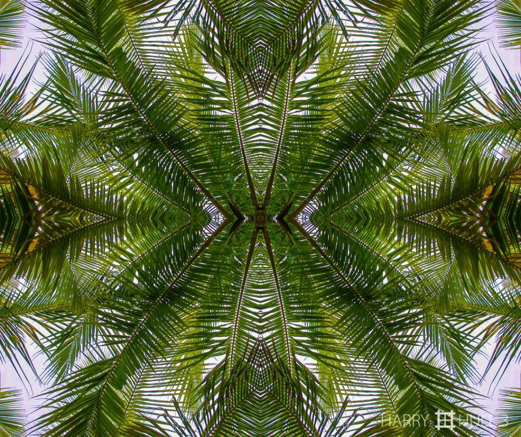 Web of fronds. Photo of palm tree fronds, Keawaiki, Kona Coast, Island of Hawaii.