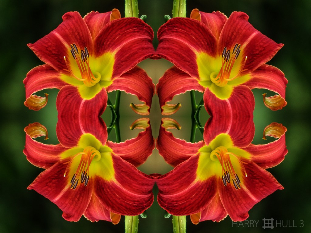 Day Lily quadrille. Photo by Gail H. Hull of a Day Lily, Finca Cantaros, San Vito, Costa Rica.