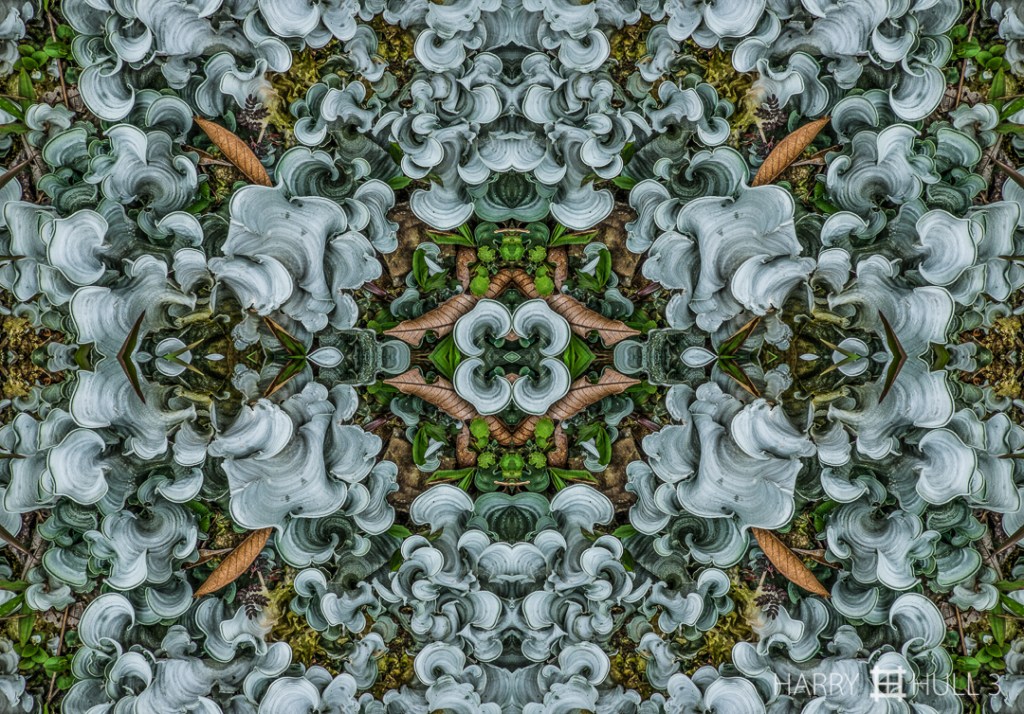 Listening lichen. Photo of a cluster of lichen by the side of the mountainous San Vito-Rio Claro secondary road, Coto Brus, Costa Rica.