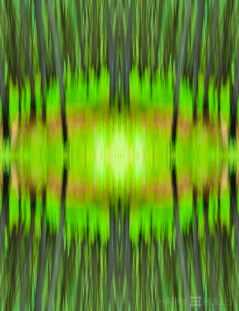 Forest dream: homage to Juan Jose Pucci. Photo taken of forest plantation with grasses while moving the camera, Cachi, Costa Rica, a subject and technique inspired by master photographer, Juan Jose Pucci.