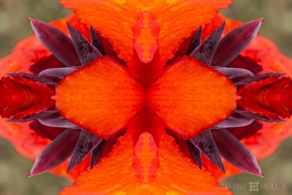 Purple emergent. Photo close-up of a Cana flower with purple inflorescence, Finca Cantaros, San Vito, Costa Rica.