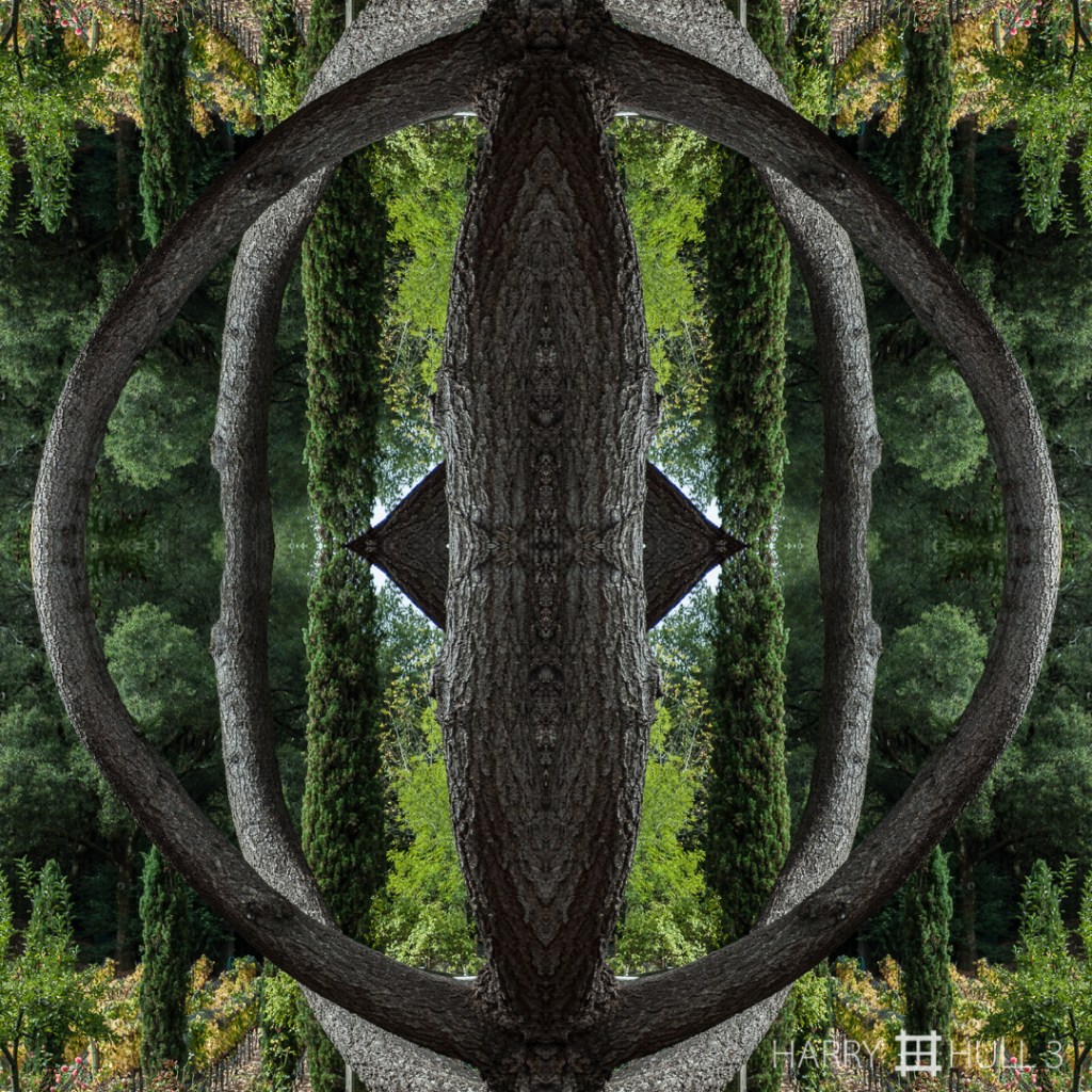 Tree ring. Photo of lower limbs of a tree in the garden of The Farm, Sebastopol, California.