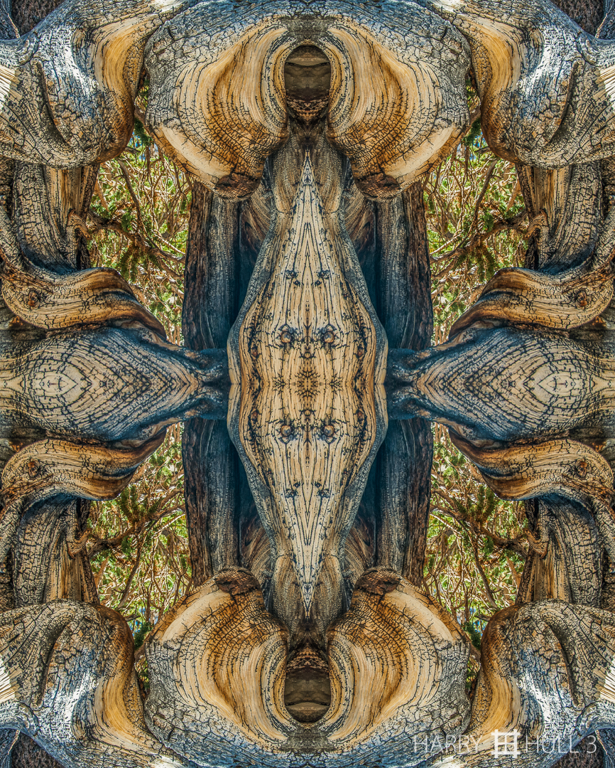 Woodflow. Photo of twisted limbs of an ancient Bristlecone Pine, White Mountains, California.