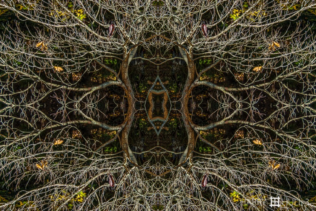 Nonbearing branches. Photo of branches of an orchard tree in early winter, Massachusetts.