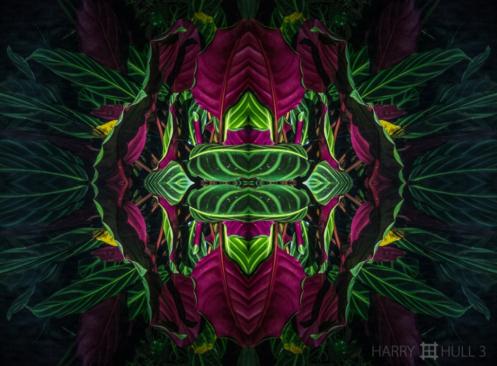 Night leaves. Photo taken at night of Maranta plant, Finca Cantaros, San Vito, Costa Rica.