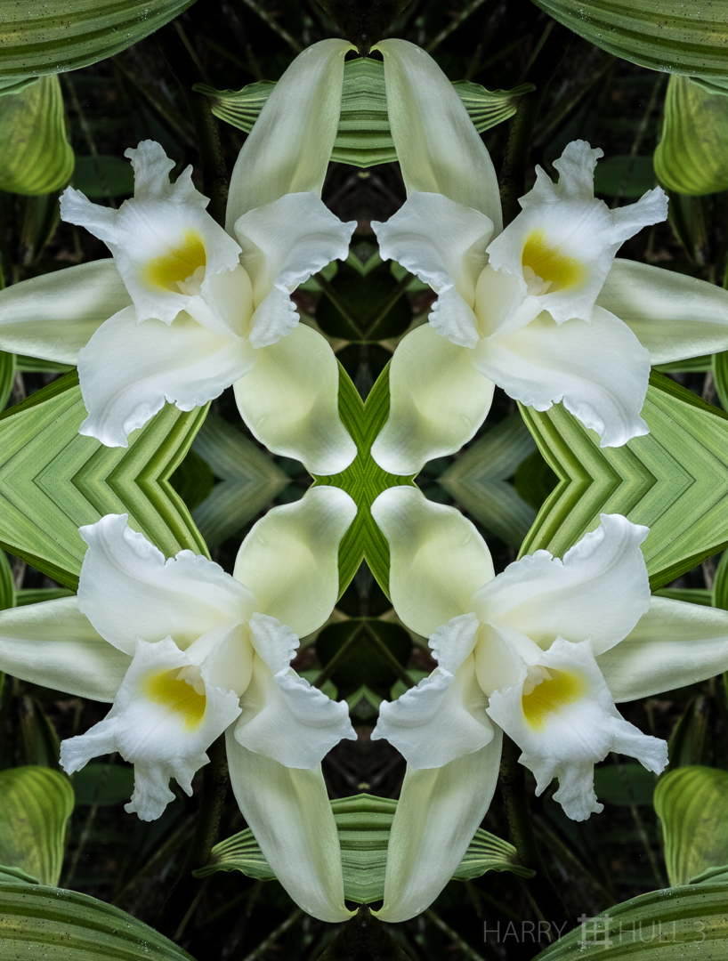 Orchid orchestra. Photo of Sobralia Orchid, Finca Corteza, San Vito, Costa Rica.