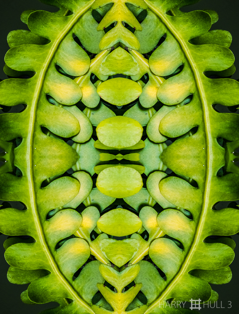Overlapping lobes. Photo of the lobes of a small potted cactus, Finca Corteza, San Vito, Costa Rica.