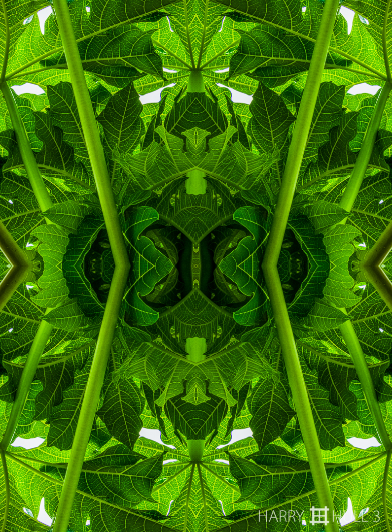 Leaf shelter. Photo of leaves in a young Papaya tree, Finca las Duenas, Coto Brus, Costa Rica.