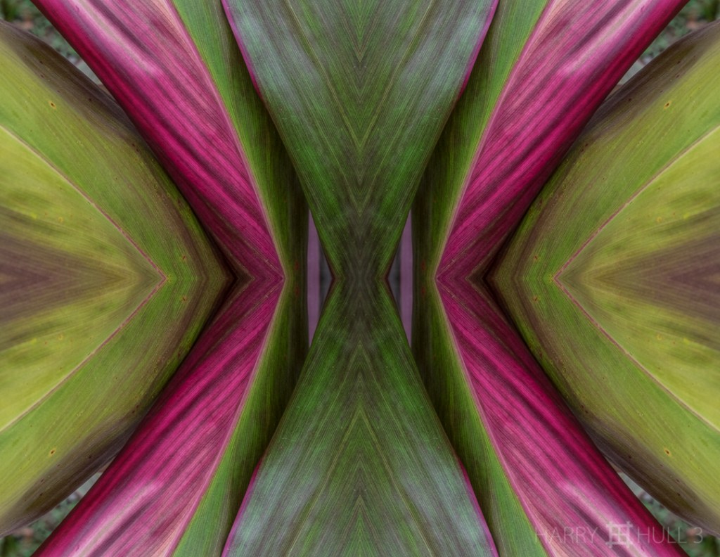 Cordyline couture. Photo of Cordyline leaves, Finca las Duenas, Coto Brus, Costa Rica.