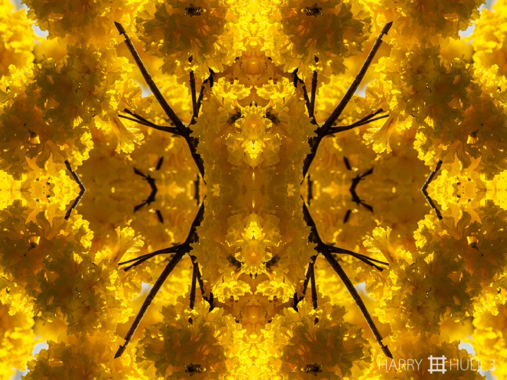 Cluster luster. Photo close-up of Corteza tree blossoms (Corteza amarilla) near San Vito, Costa Rica.