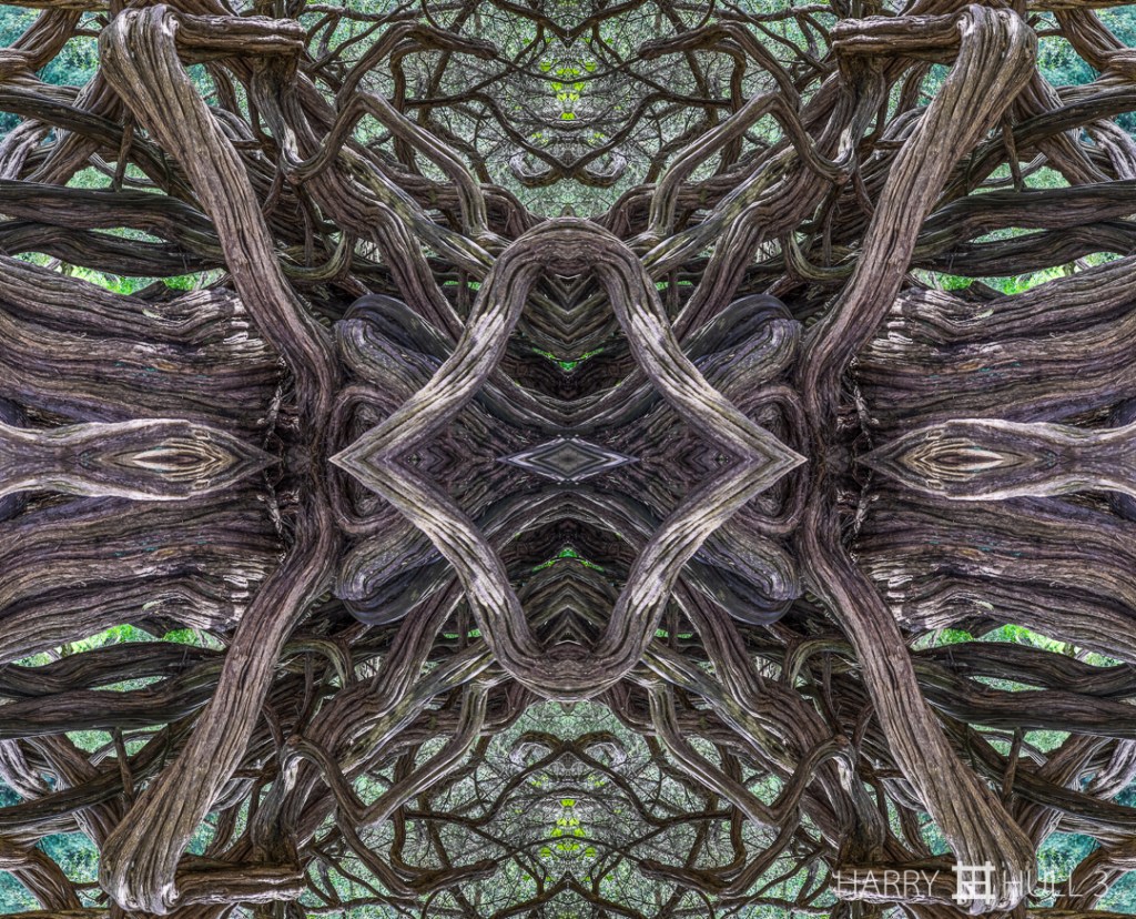 Medusa tree. Photo of the twisted branches of an Australian tea tree in Golden Gate Park, San Francisco.