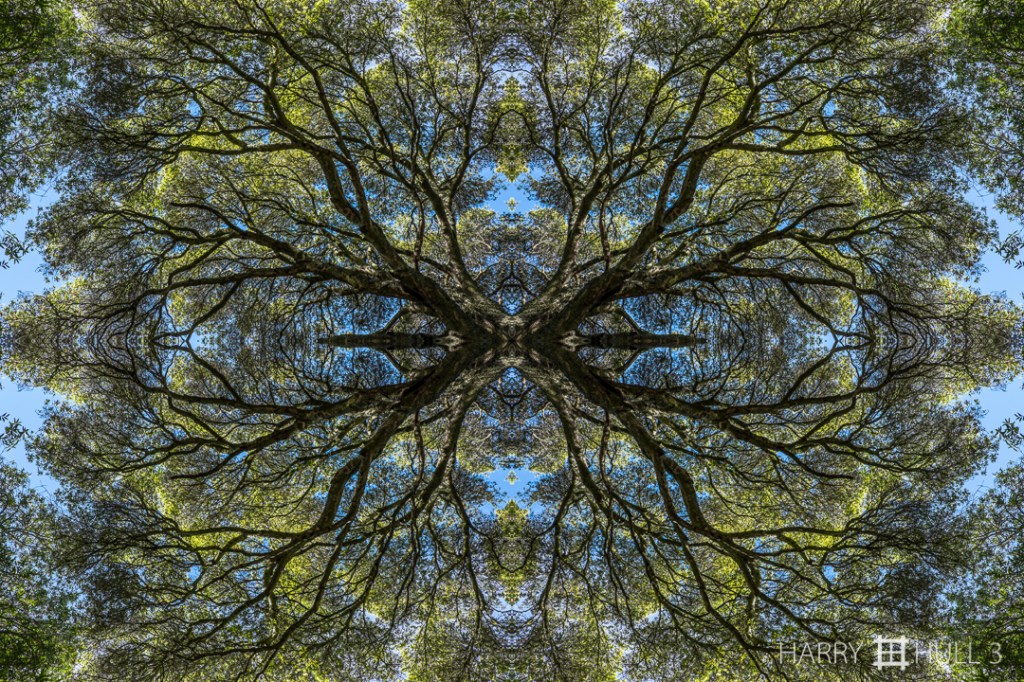 Spring oak. Photo of oak tree in early spring, Briones Regional Park, Martinez, California.