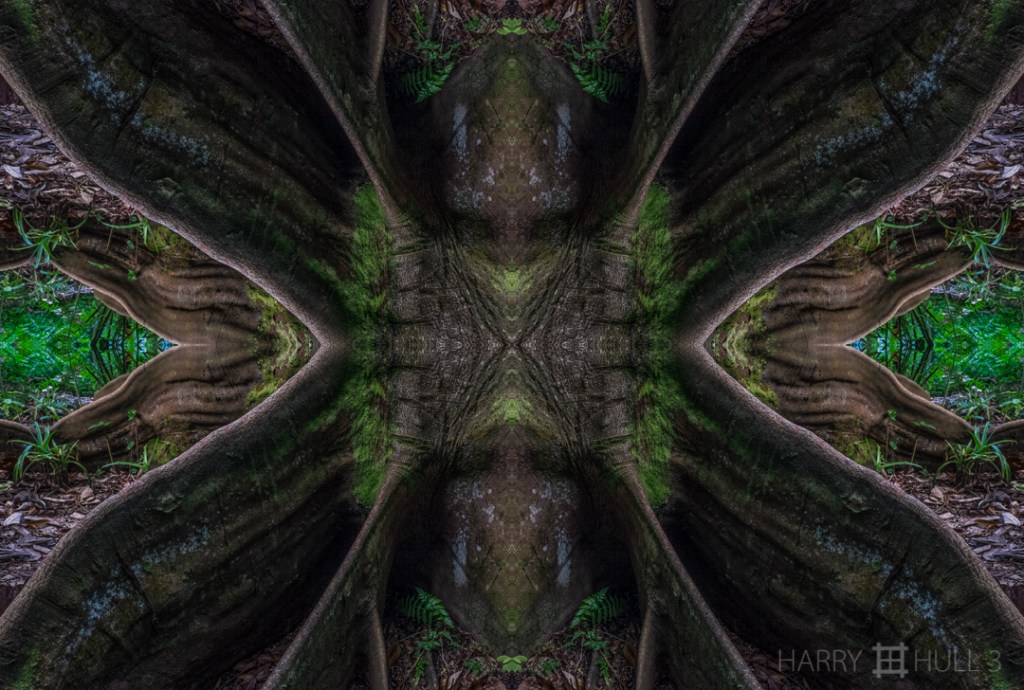 Forest stronghold. Photo of buttress roots of a rain forest tree, Osa Peninsula, Costa Rica.