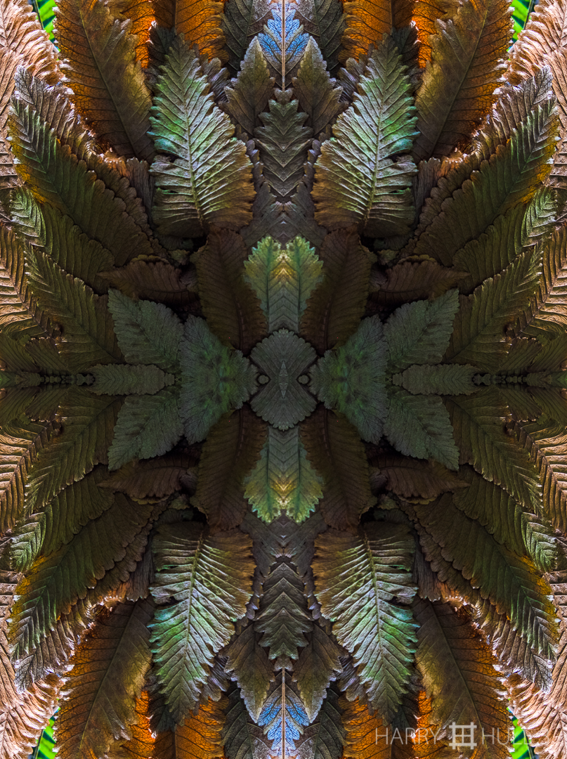 Fern shield. Photo close-up of an epiphytic fern (Basket Fern, Dyrnaria rididula) at the Hawaiian Tropical Botanical Garden, Big Island of Hawaii