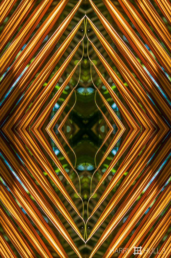 Delicate opening. Photo of dry palm frond, Los Cusingos Bird Sanctuary, Costa Rica.