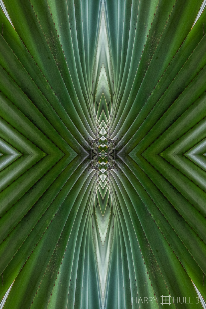 The force of leaves (Mandala-HH3-150322-5016F-Edit)