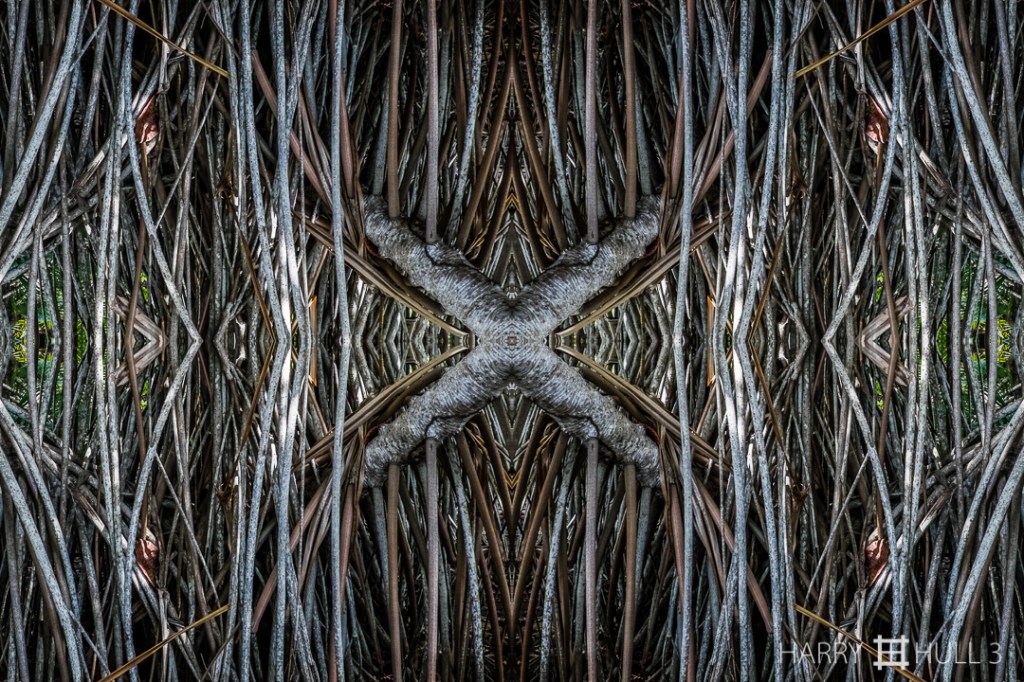 Putting down roots. Photo of the aerial prop roots of several Pandanus trees, Playa Zancudo, Costa Rica.