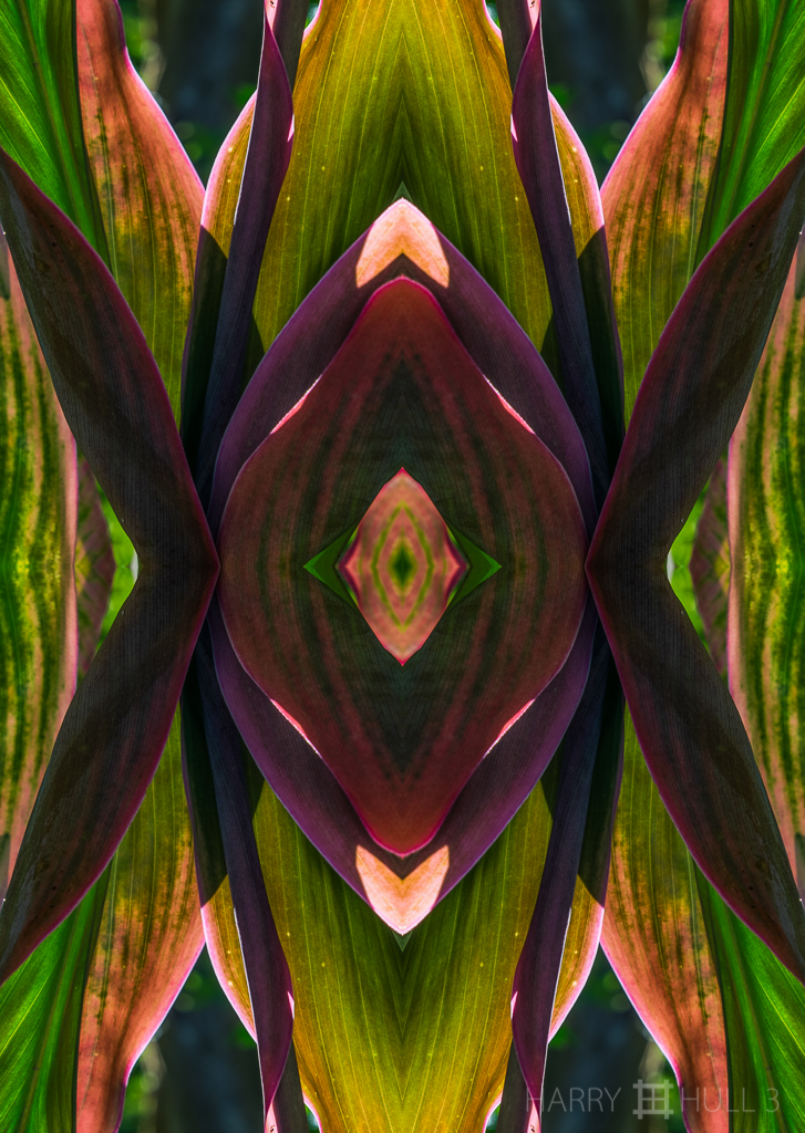 Cordyline conversation (Mandala-HH3-140309-0716F-Edit-2)