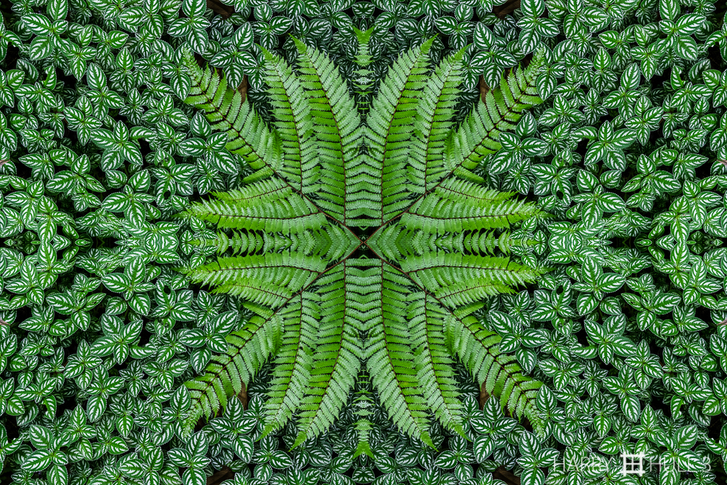 Embayed fern (Mandala-HH3-150620-5487F-Edit)