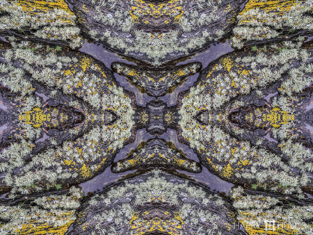 Lichen landscape (Mandala-HH3_150728_3017i-Edit)