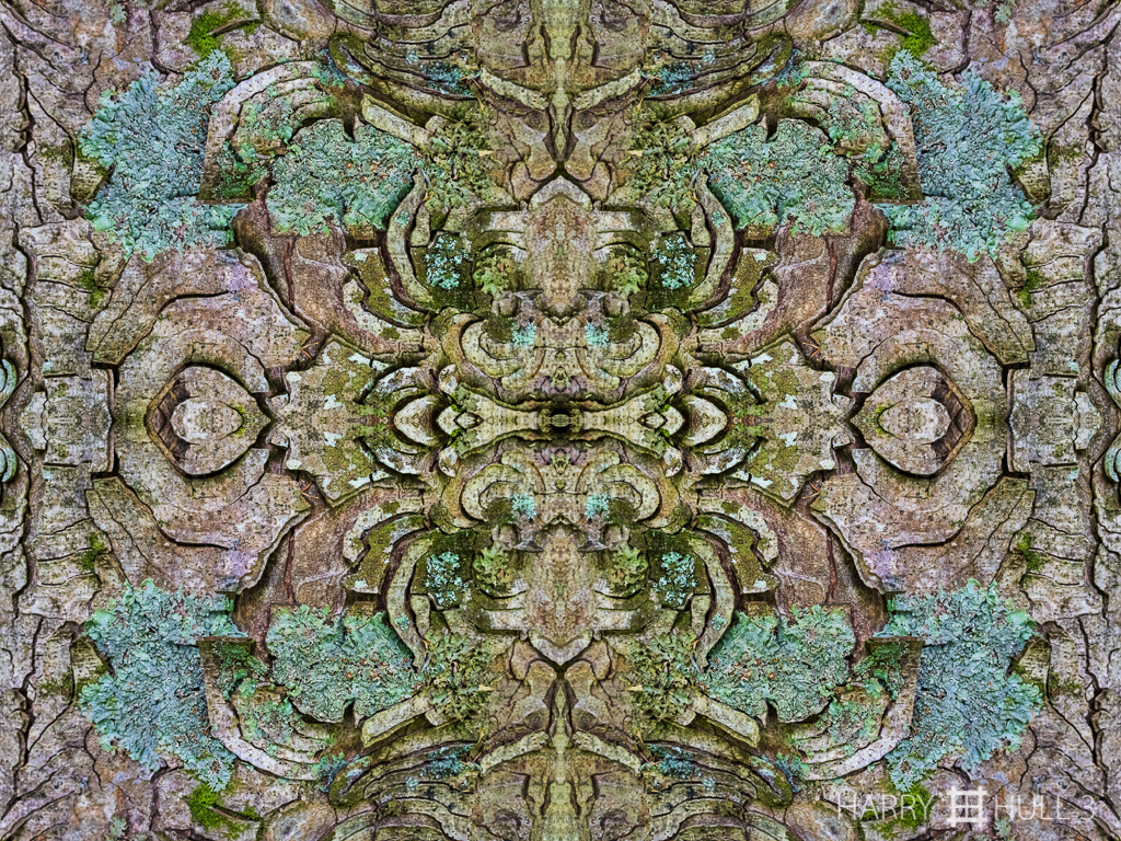 Bark relief (Mandala-HH3-150725-6069F-Edit)