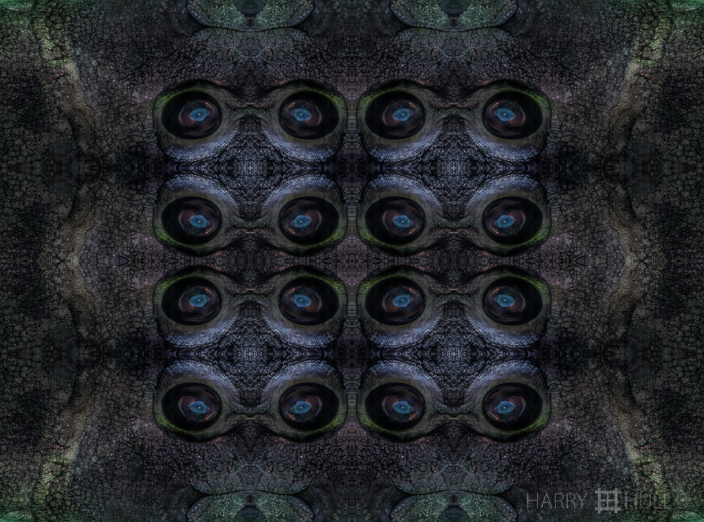 Fish eyes (Mandala-HH3-150313-4729F-Edit-Edit)