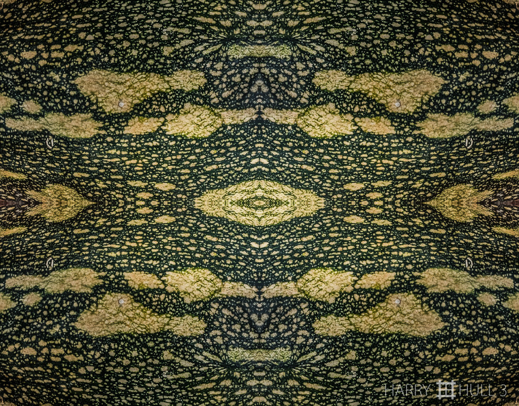 Cucurbita cosmos (Mandala-HH3-151127-6856F-Edit-2)