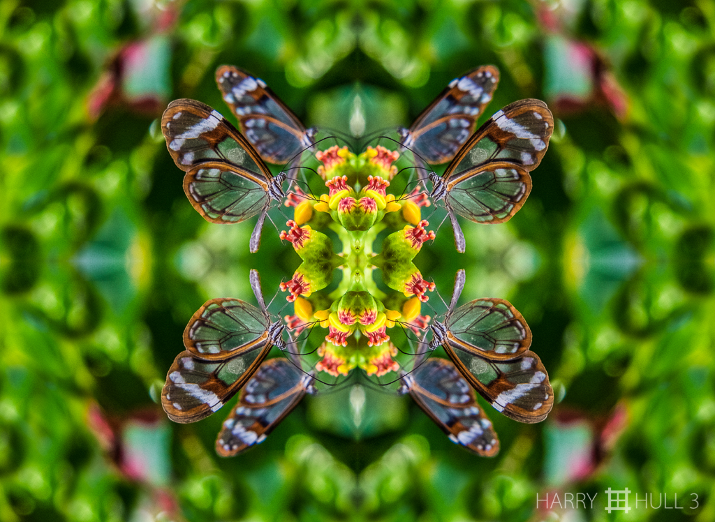 Flower flight (Mandala-HH3-141018-3609F-Edit)