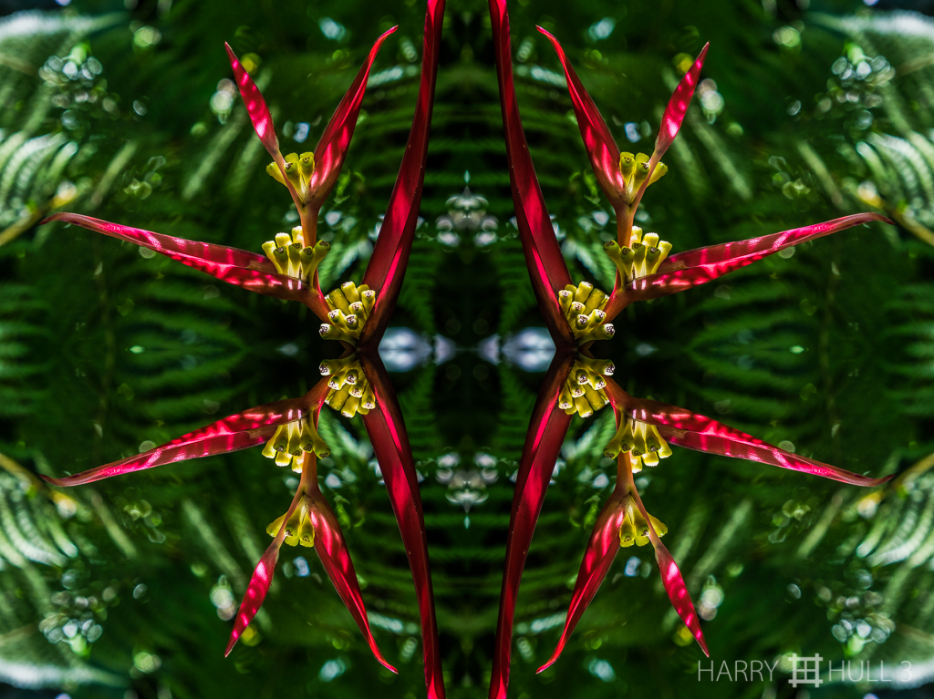 Heliconia holiday (Mandala-HH3-150322-4949F-Edit)