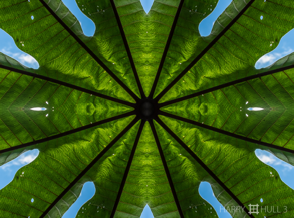 Cepropian dialectic (Mandala-HH3-160105-6962F-Edit)