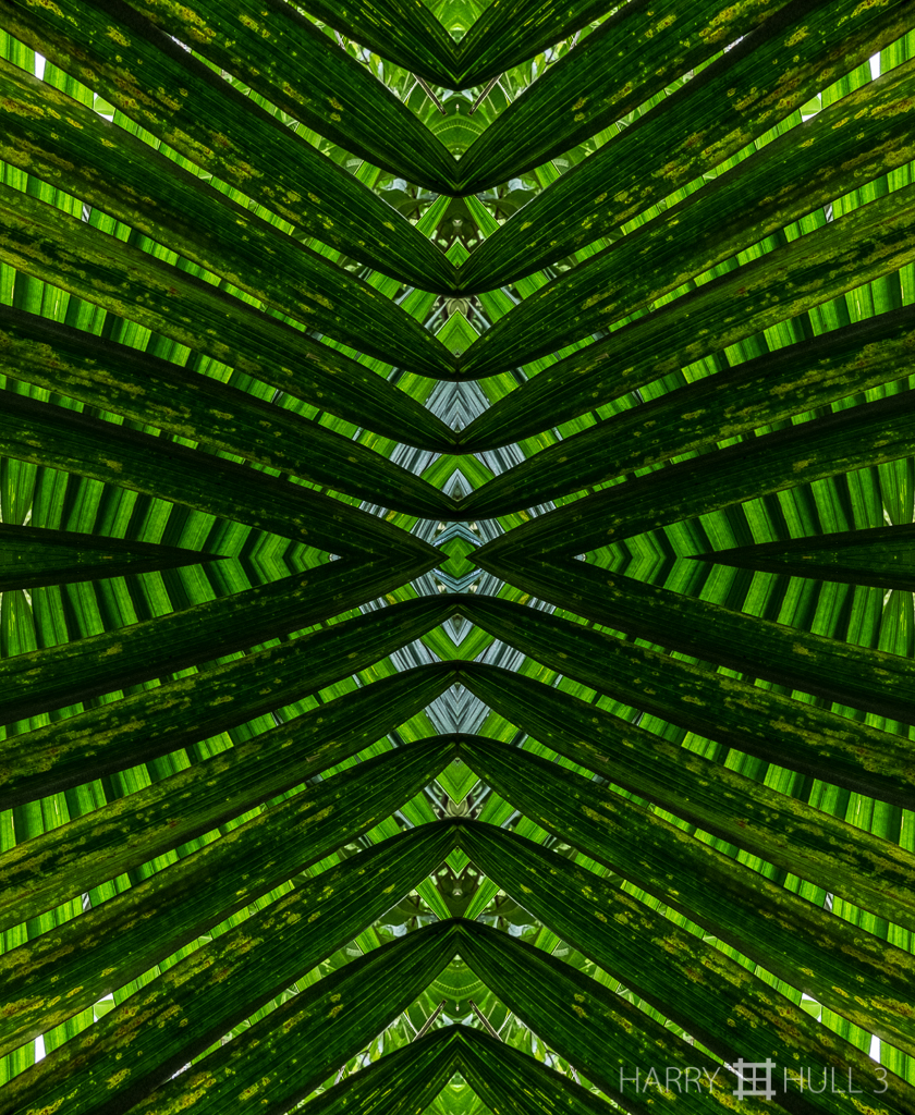 Palm persuasion (Mandala-HH3_160114_7063F-Edit)