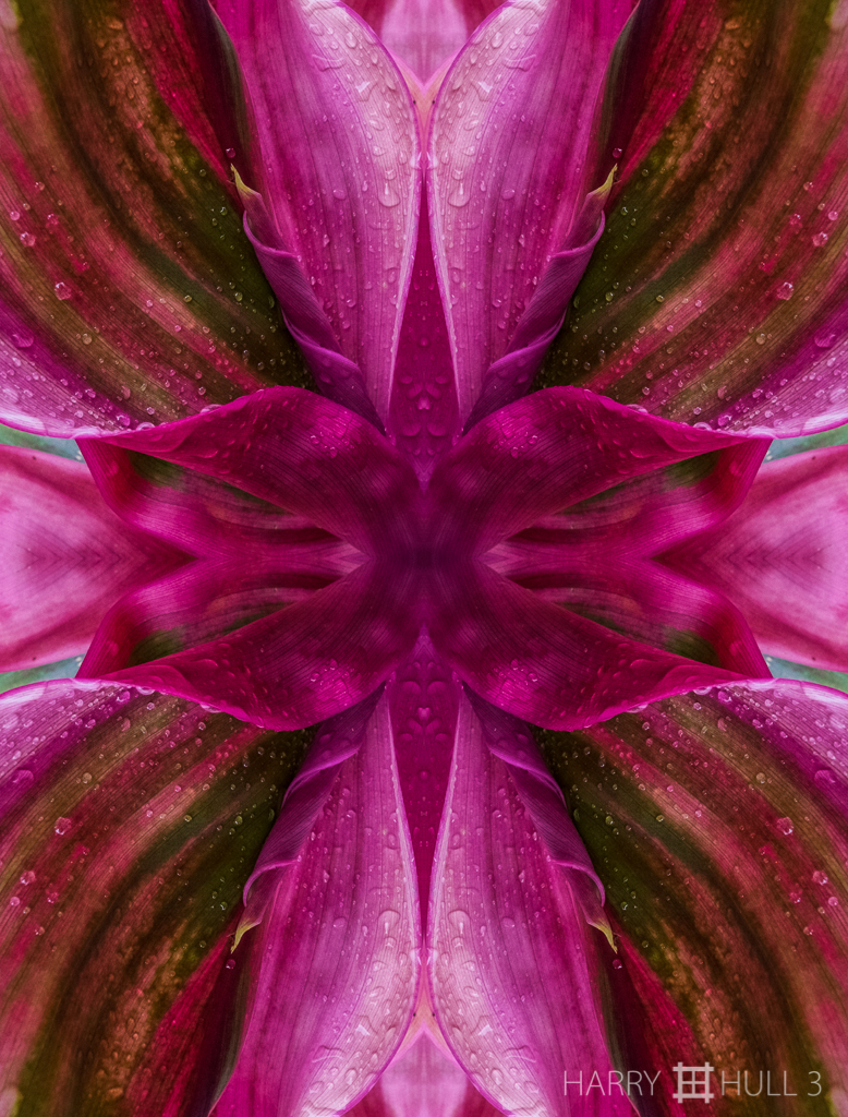 Cordyline bouquet (Mandala-HH3_160114_7066F-Edit)