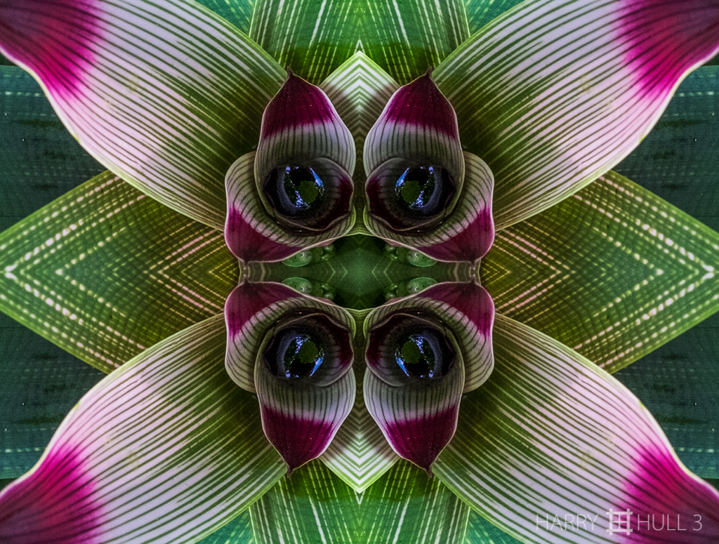 Bromeliad surprise (Mandala-HH3_160114_7072F-Edit-3)