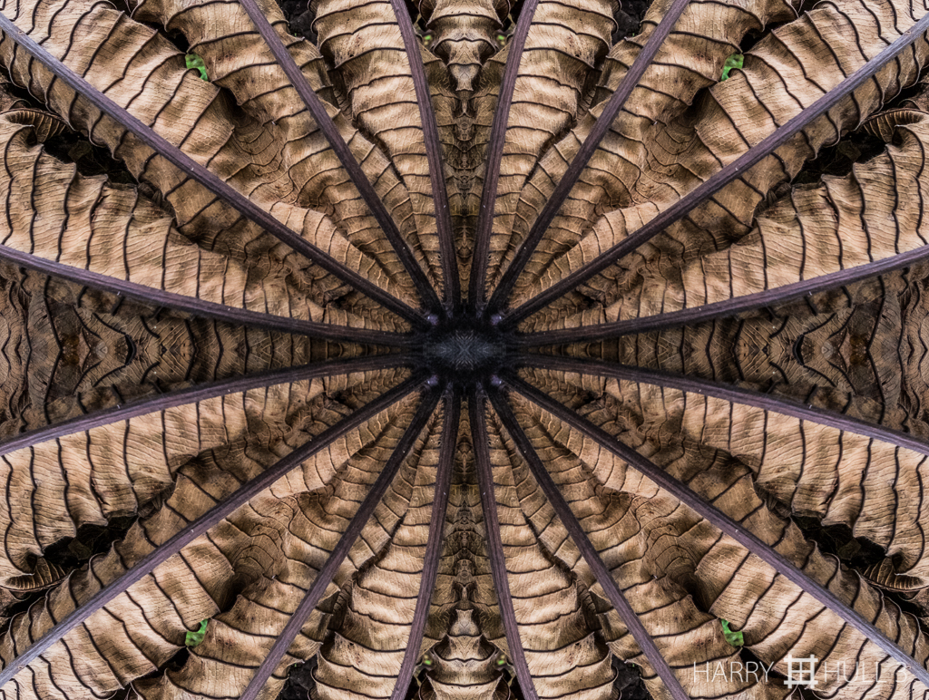 Cecropia cartography (Mandala-HH3_160114_7073F-Edit)