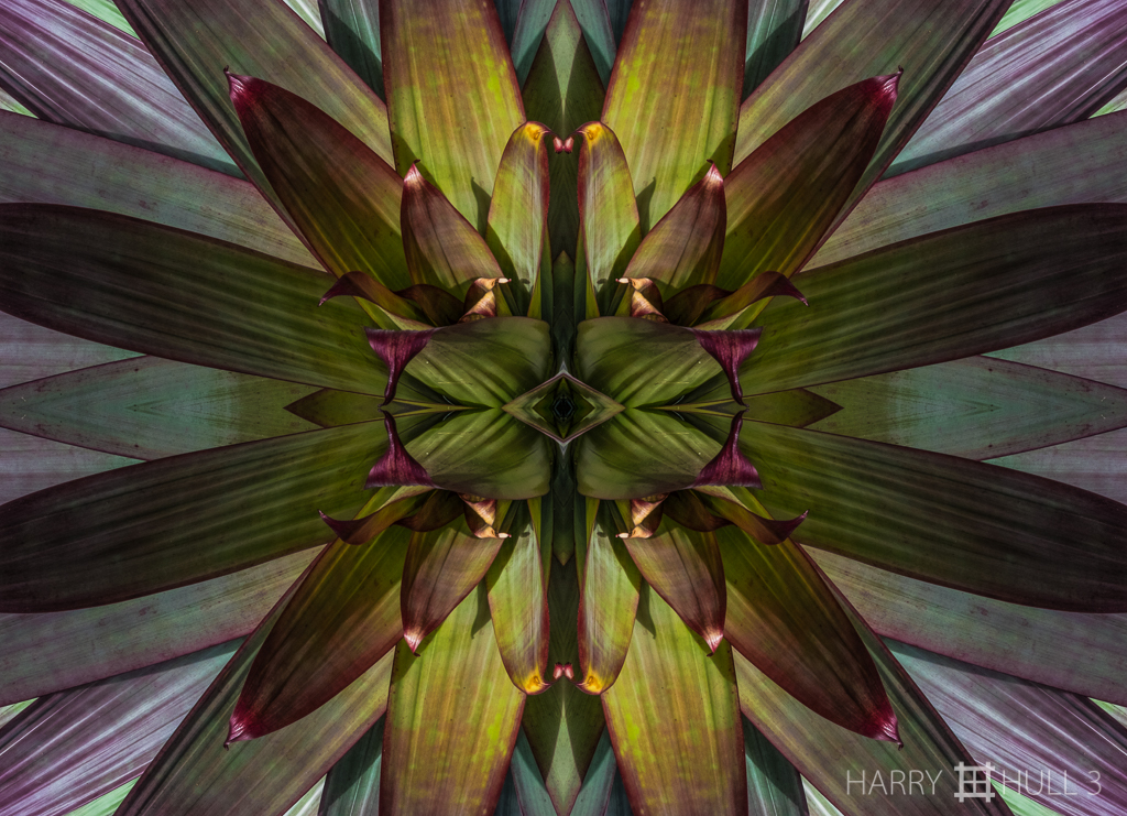 Leafy locus (Mandala-HH3_160116_7093F-Edit)
