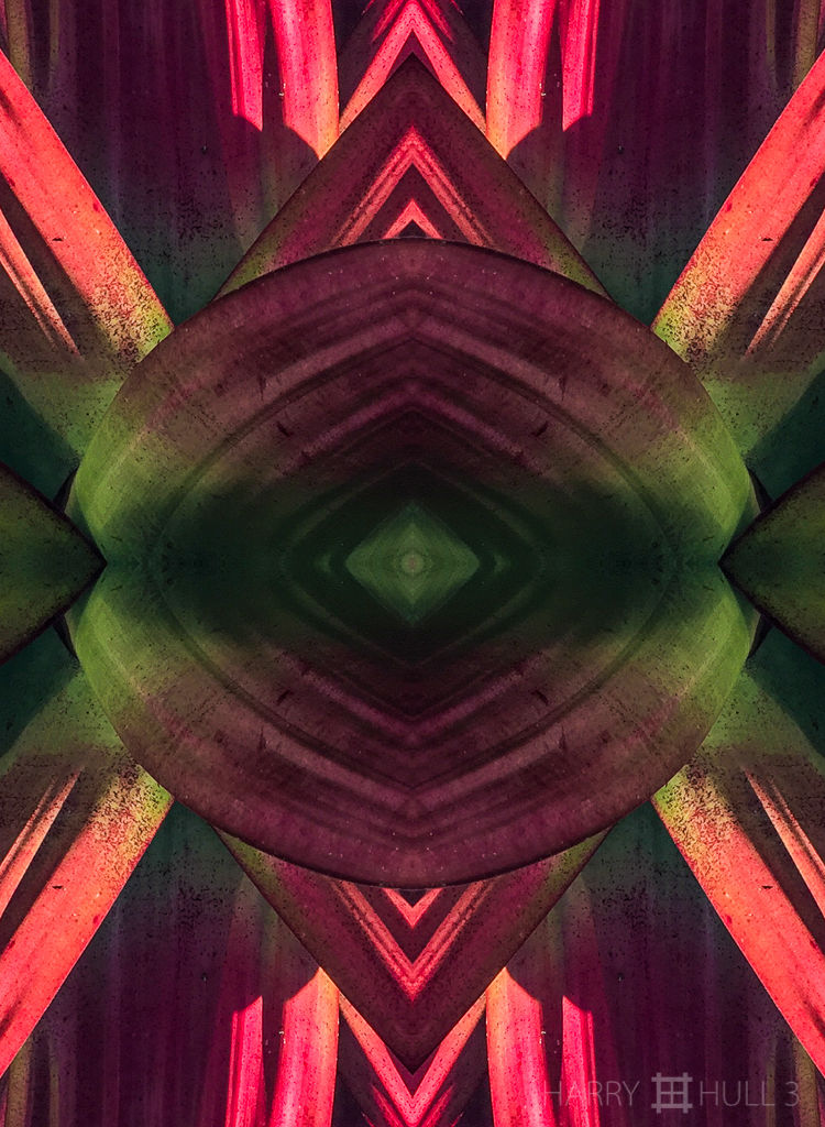 Bromeliad barrier (Mandala-HH3_160123_3507i-Edit)