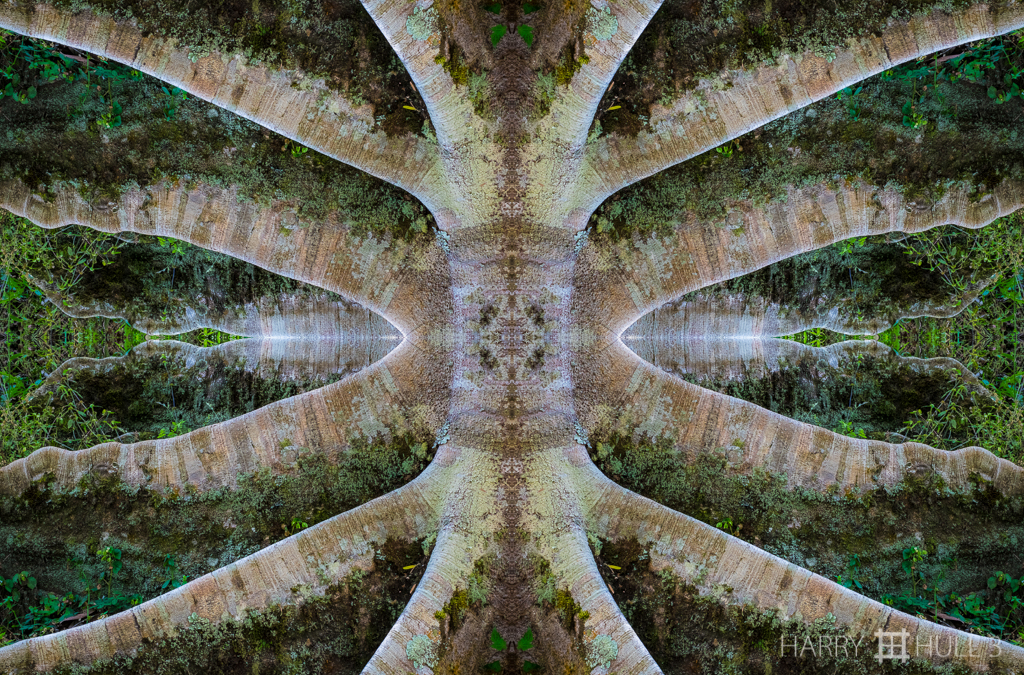 Buttress tree (Mandala-HH3_160131_7121F-Edit-2)